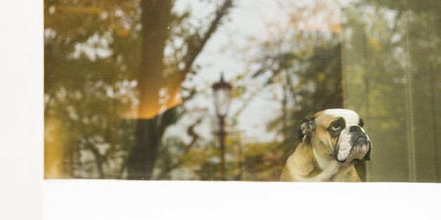 Dog looking out the window.