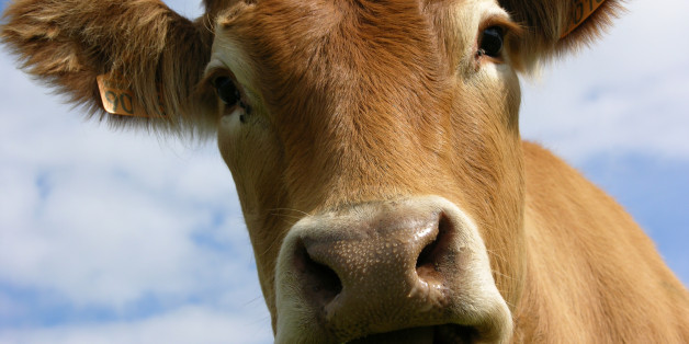 Les rots des vaches polluent moins quand elle mangent du lin