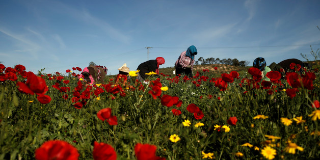 Women harvest green peas in a field near El Kef, Tunisia April 14, 2016. REUTERS/Zohra Bensemra
