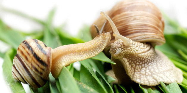 Un escargot gaucher trouve l'amour grâce à Internet (et pour le bien de la science)
