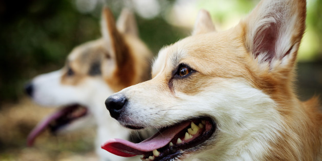 Votre chien va vous détester si vous osez lui acheter cette gamelle