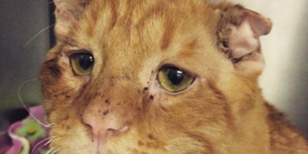 Ce chat "inadoptable" est la preuve que tout le monde mérite une chance