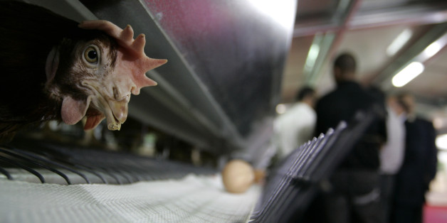 A hen is displayed at SIAM 2009, an international agriculture fair, in Meknes April 22, 2009. REUTERS/Rafael Marchante (MOROCCO AGRICULTURE ANIMALS)