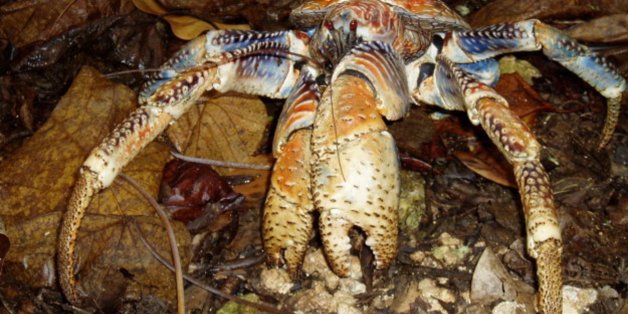 Ce crabe est presque aussi fort qu'un lion