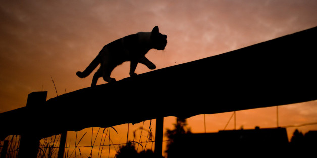 Angst vor Vogelgrippe: In diesem Bundesland könnten freilaufende Katzen eingeschläfert werden