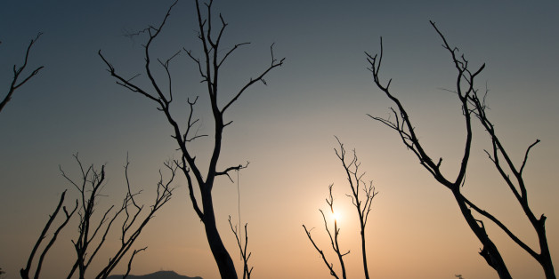 Dead tree at Bangphra water reservoir , Chonburi , Thailand
