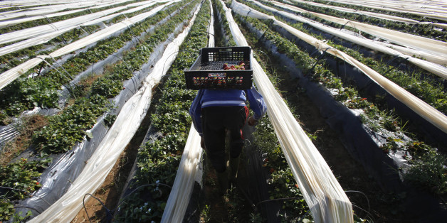 Un agriculteur ramasse des fraises à Moulay Bousselham, province de Kenitra, mars 2014