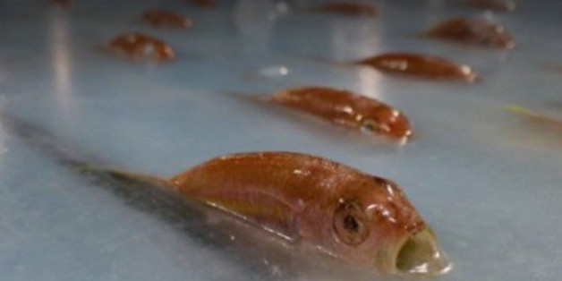 Fische im Eis