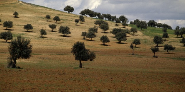 TUNISIA - MARCH 18: Agricultural landscape with olive grove and cloudy sky, Tunisia. (Photo by DeAgostini/Getty Images)