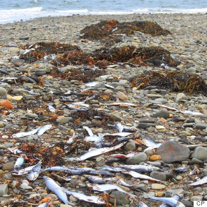 nova scotia dead fish