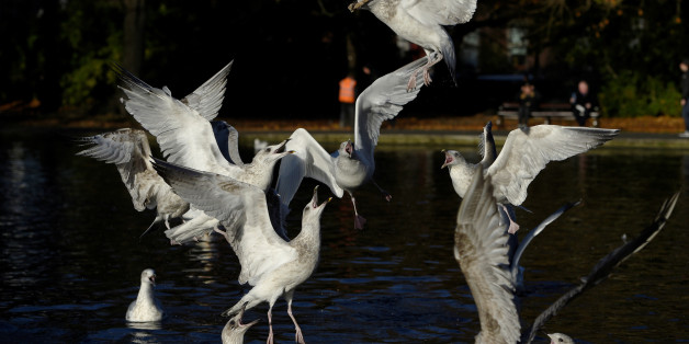Seagulls fight over a jaffa cake biscuit in St. Stephen's Green in Dublin, Ireland November 29, 2016. REUTERS/Clodagh Kilcoyne
