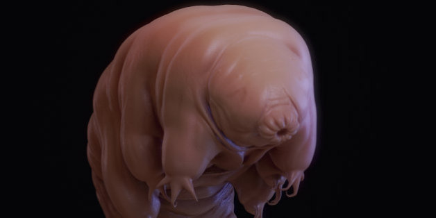 En plus d'être quasi-indestructible, le tardigrade est un champion au lit
