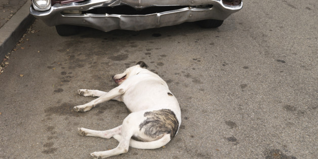 Ein Hund vor einem Auto (Symbolbild)