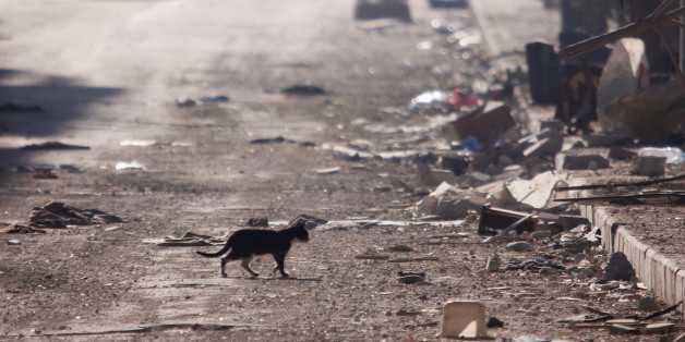 A cat is seen walking amid the debris in a government held area of Aleppo, Syria December 9, 2016. REUTERS/Omar Sanadiki
