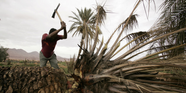A man cuts a palm in the Todra oasis, near Tinerhir March 9, 2009. When some Moroccan rivers start to dry out in the north of the Sahara desert they create spectacular oases. Huge palm trees grow around the water, and the Berbers cultivate the surrounding land through channelled irrigation systems. REUTERS/Rafael Marchante (MOROCCO SOCIETY TRAVEL)