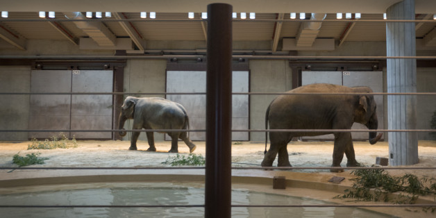 WASHINGTON, DC- NOVEMBER 19: Asian elephants Kamala and her female offspring Maharani feed indoors at the Smithsonian National Zoo's Elephant Community Center in Washington, DC on November 19, 2014. Cold temperatures forced the animal exhibit indoors. Three female elephants came to the Smithsonian earlier this year from a zoo in Calgary. (Photo by Linda Davidson / The Washington Post via Getty Images)