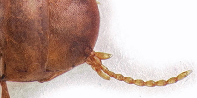 Mysteriöses Tier war 30 Jahre verschwunden - jetzt stellt es Forscher vor neue Rätsel