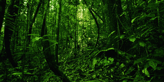 AMAZON FOREST, BRAZIL