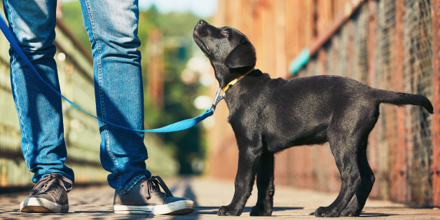 Morning walk with dog (black labrador retriever). Young man is training his puppy walking on the leash.