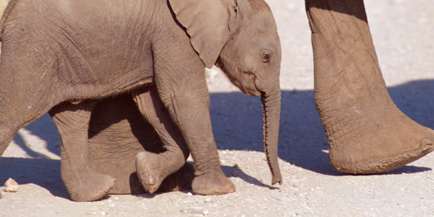 African Elephants