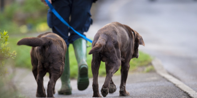 A man walks his dog near The Slaughters, England.