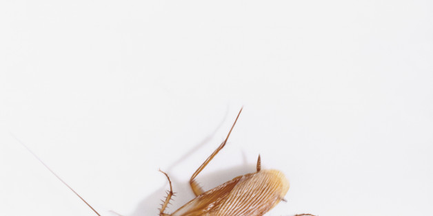 Cockroach Running