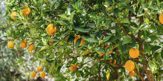 Greece, Crete, Orange tree