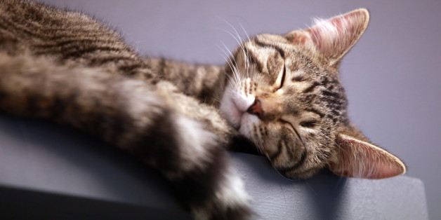 ST PETERSBURG, RUSSIA - DECEMBER 29, 2016: A cat sleeping at the Cats' Republic cafe in Liteyny Avenue. Sergei Konkov/TASS (Photo by Sergei Konkov\TASS via Getty Images)