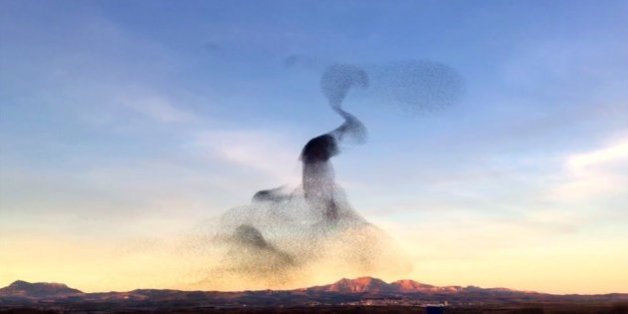 La danse de ces oiseaux est hypnotisante