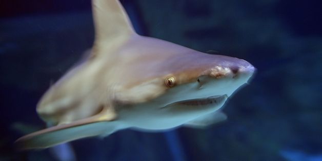 A shark swims at the Ocearium in Le Croisic, western France, on December 6, 2016. / AFP / LOIC VENANCE (Photo credit should read LOIC VENANCE/AFP/Getty Images)