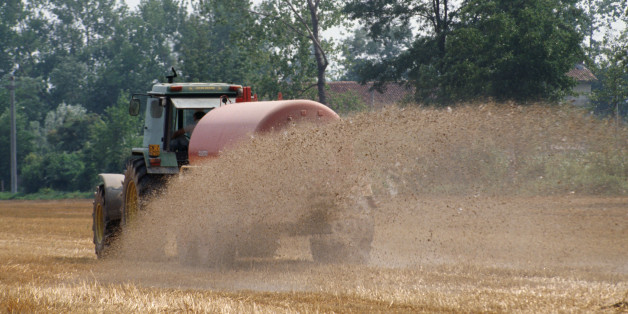 According to Italian law, pig farmers must own sufficient land so they can dispose of the slurry the pigs produce. However, many discharge it illegally into the River Po.