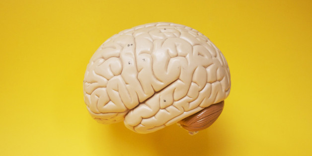 Model Brain side profile.