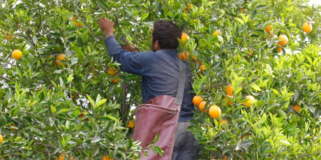 Orange harvest, Morocco. (Photo by: Godong/UIG via Getty Images)