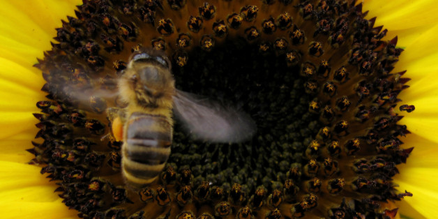 A bee lands on a sunflower to gather pollen in Encinitas, California June 23, 2009. REUTERS/Mike Blake/File Photo