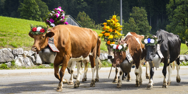 Farmers with a herd of cows on the annual transhumance at Charmey near Gruyeres, Fribourg zone on the Swiss alps