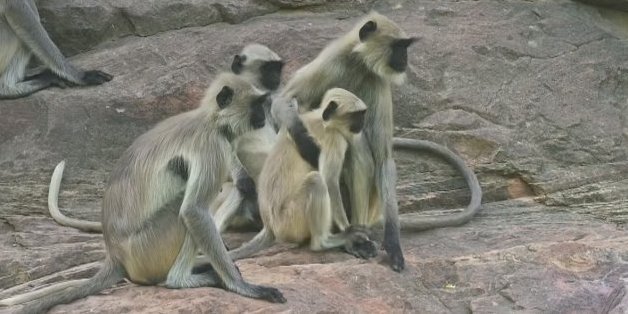 La réaction de ces singes à la mort d'un petit robot est incroyablement émouvante