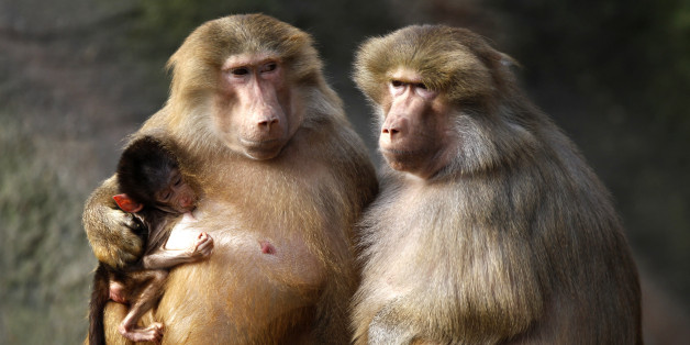 Baboons enjoy the sun in their enclosure at the Hagenbeck Zoo in Hamburg March 4, 2011. REUTERS/Christian Charisius (GERMANY - Tags: ANIMALS SOCIETY IMAGES OF THE DAY)
