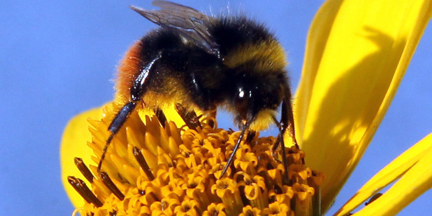 A bumble bee collects nectar from the calyx of a marguerite in Berlin on July 11, 2011. Like their relatives the honey bees, bumble bees feed on nectar and gather pollen to feed their young. AFP PHOTO / WOLFGANG KUMM GERMANY OUT (Photo credit should read WOLFGANG KUMM/AFP/Getty Images)