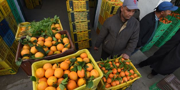 Tunisian workers collect oranges at a farm on January 3, 2017, in Menzel Bou Zelfa in the northeastern region of Nabul.
Due to a record production of oranges this year thousands of the citrus fruits will be wasted due to the small local market and the lack of logistics in Tunisia to export them outside its borders. / AFP / FETHI BELAID (Photo credit should read FETHI BELAID/AFP/Getty Images)