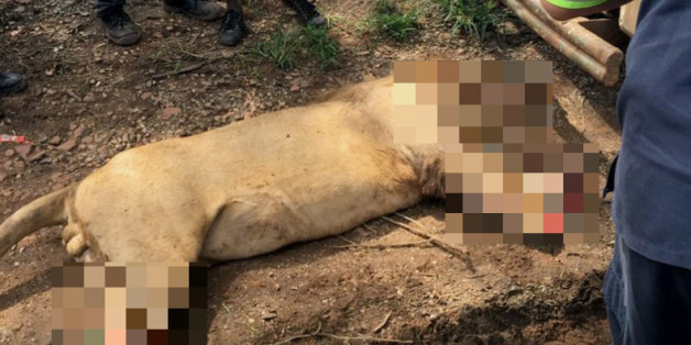 Grausame Wilderer: Unbekannte töten und verstümmeln drei Löwen in Südafrika
