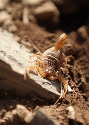 scorpion