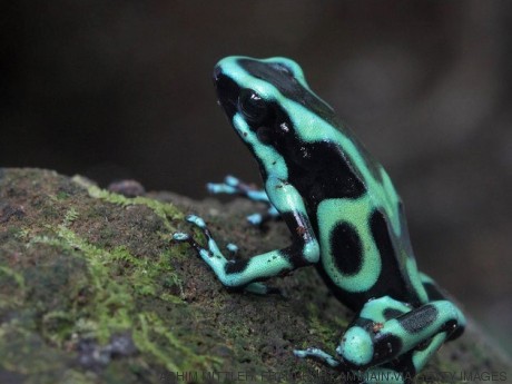 frog costa rica nissan