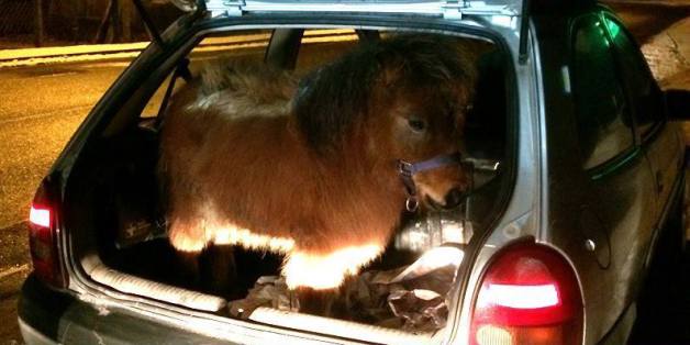 Polizei erwischt Ehepaar mit Pony im Kofferraum - und reagiert gelassen