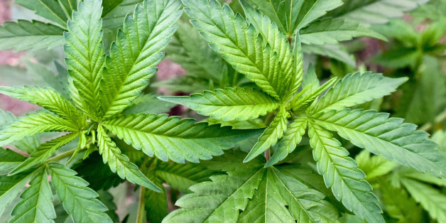 In Deutschland ist Cannabis als Medizin künftig erlaubt. Ist es nun Zeit für den nächsten Schritt?