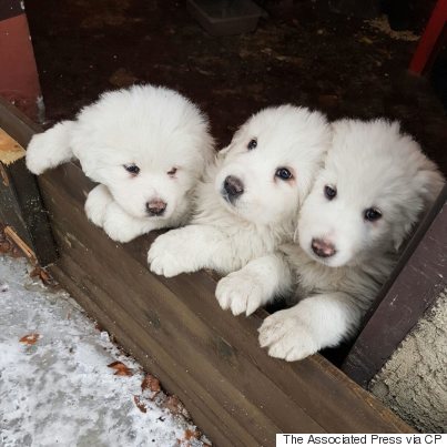 italy hotel puppies avalanche