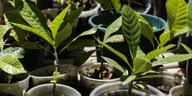 Native plants of the Atlantic Forest that will be used for reforestation by Guaran Indians. On January 26, 2017. Guarani Indians of Trs Palmeiras Indigenous Village are trying to reforest the Atlantic Forest area devastated long ago by a pulp mill in the rural area of Aracruz, Espirito Santo, southeastern Brazil.
(Photo by Diego Herculano/NurPhoto via Getty Images)