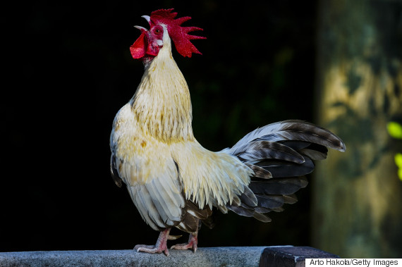 12 Facts About Chinese Zodiac Animals To Celebrate The Lunar New Year