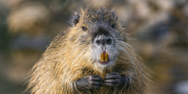 Picture of a nutria with joined hands, near the water.