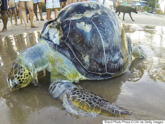 21st-Century Capitalism Is Killing Ocean Life | HuffPost Canada