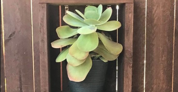 planta